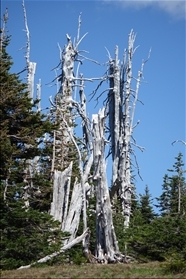 Olympic NP